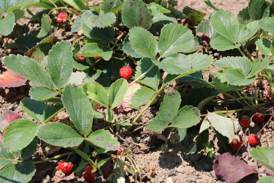 Bu yıl adeta topraktan fışkırıyor, kapış kapış satılıyor! Osmanlı sultanları bu meyve olmadan sofraya oturmazdı 5